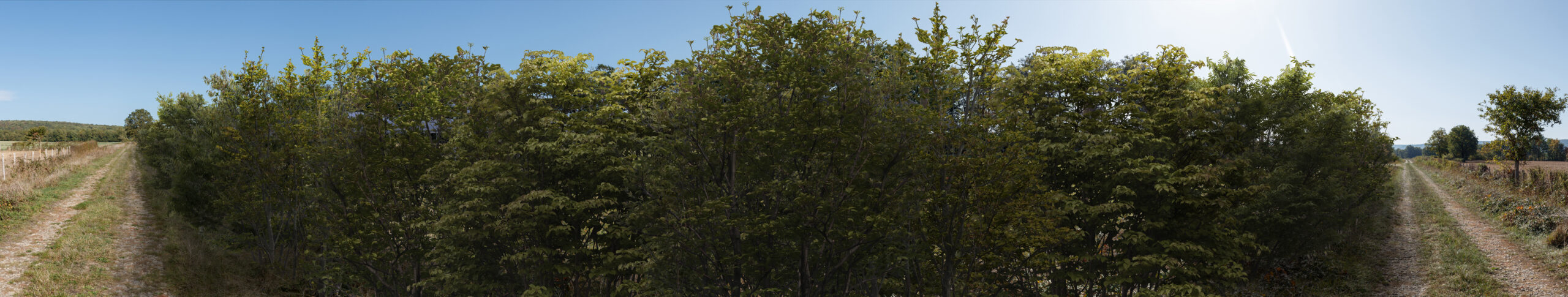 2_Apres_Vegetation